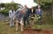 L'Ambassadeur danois au Kenya Amb. Mette Knudsen plante un arbre de commémoration le 30 Octobre 2019.