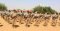 بعض القوات الذين تلقو تدريبا في مسائل عمليات السلام يشاركون في عملية التحقيق التي اجريت في السودان